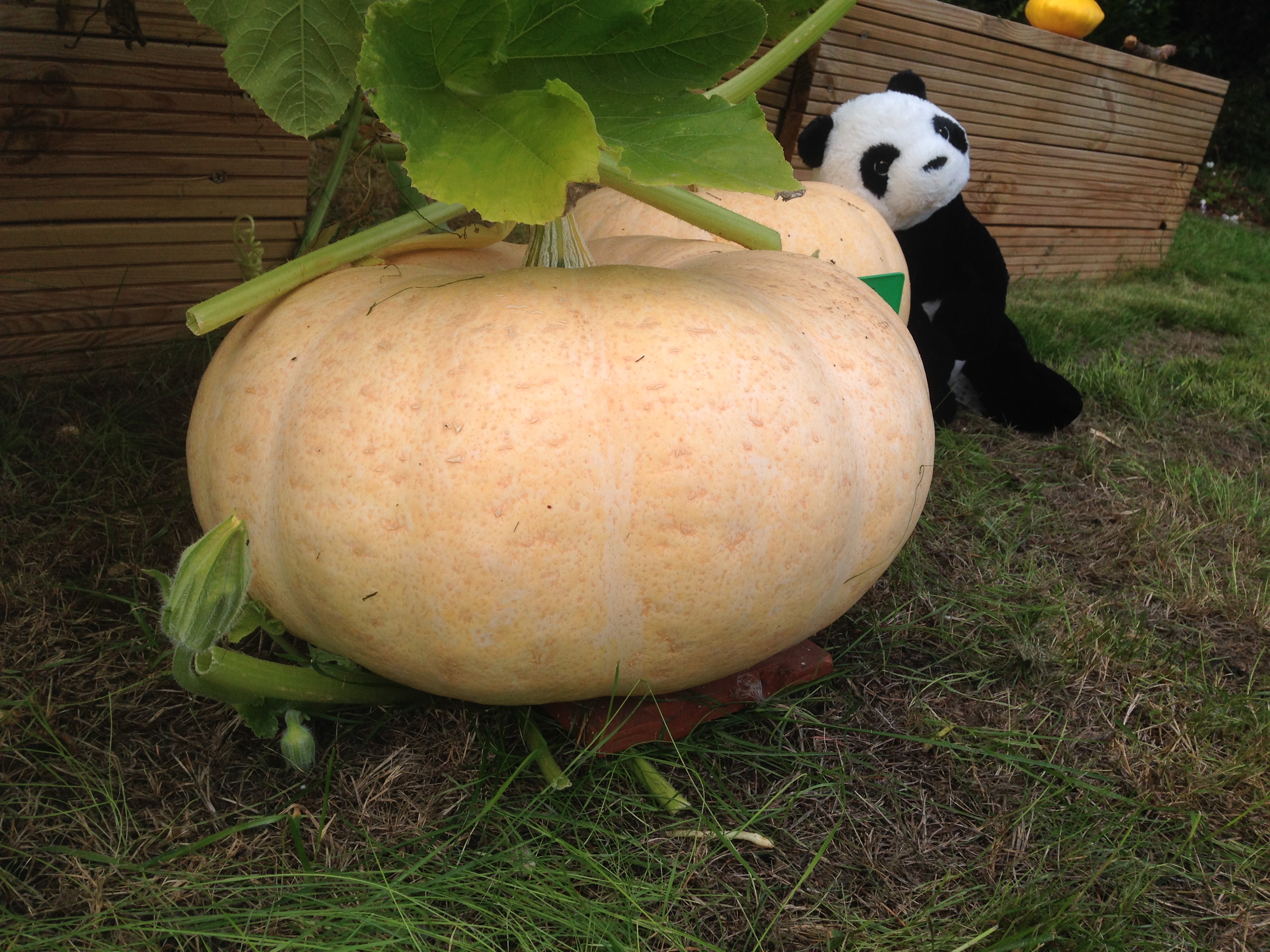 Pumpkins growing in the garden
