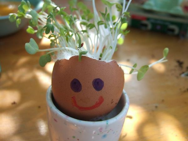 Egg-head cress idea