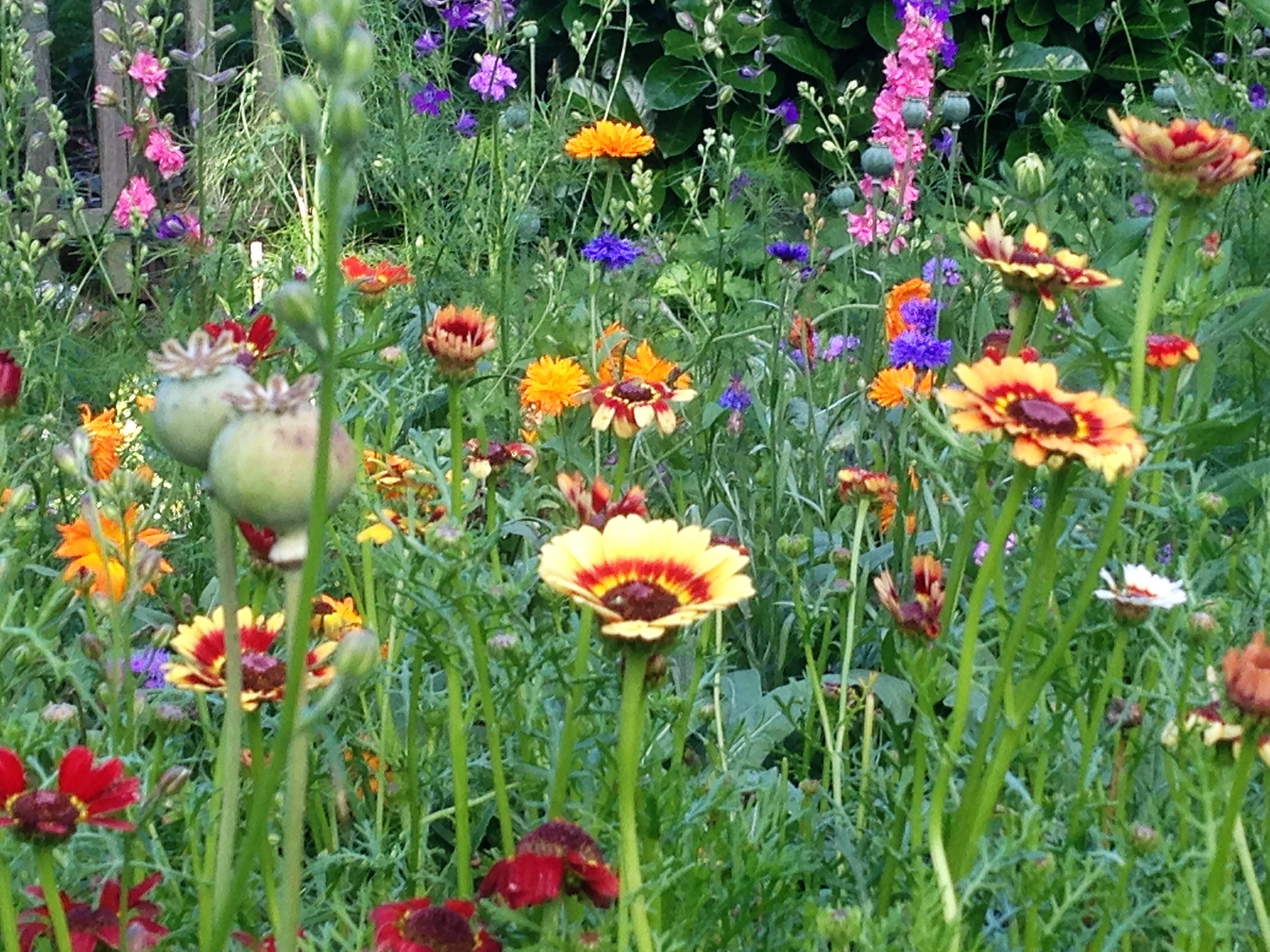Little Green Fingers gardening activity