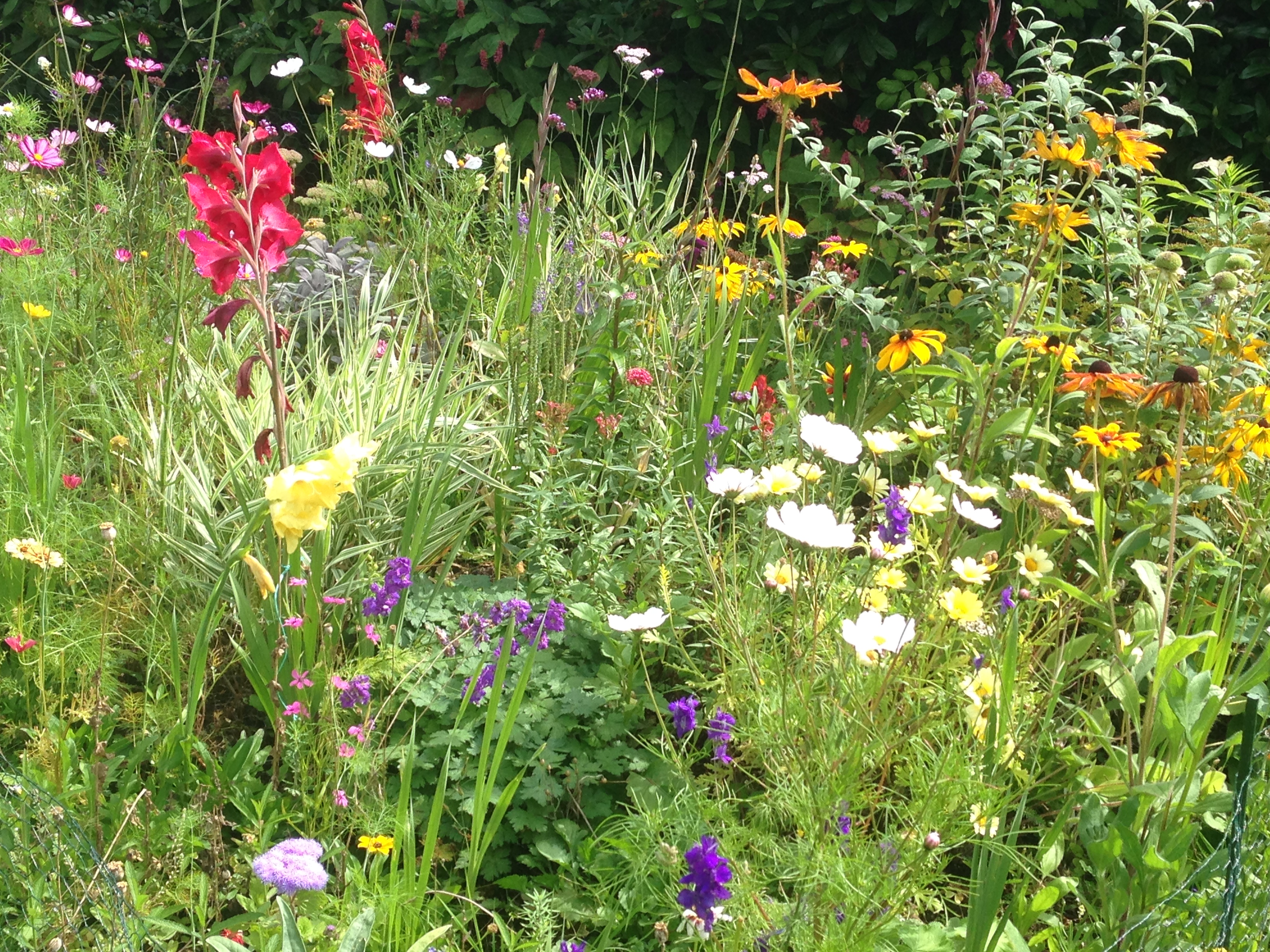 Wildflower patch